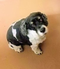 Cocker Spaniel Dogs for adoption in Euless, TX, USA
