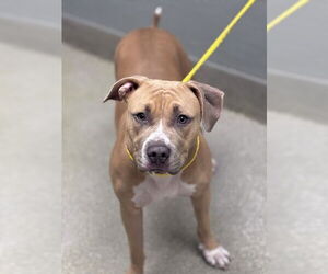 Mutt Dogs for adoption in Las Vegas, NV, USA