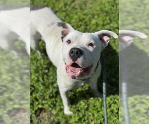 American Staffordshire Terrier Dogs for adoption in Fort Lauderdale, FL, USA