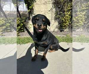 Rottweiler-Unknown Mix Dogs for adoption in Chico, CA, USA