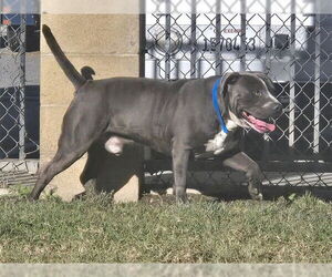 Mutt Dogs for adoption in Riverside, CA, USA