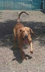 Labrador Retriever-Redbone Coonhound Mix Dogs for adoption in Sweetwater, TN, USA