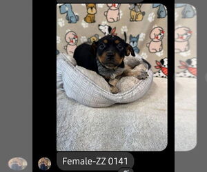 Mutt Dogs for adoption in Foristell, MO, USA