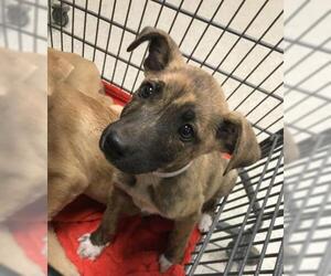 Labrador Retriever-Unknown Mix Dogs for adoption in Conroe, TX, USA