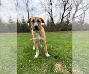 German Shepherd Dog-Unknown Mix Dogs for adoption in New London, WI, USA