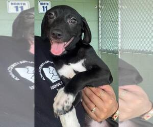 Labrador Retriever-Unknown Mix Dogs for adoption in Salisbury, NC, USA