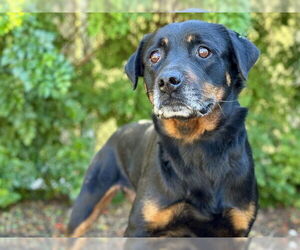 Rottweiler Dogs for adoption in Tavares, FL, USA