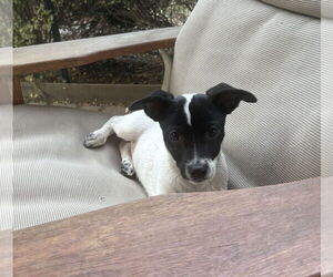 Jack Russell Terrier-Unknown Mix Dogs for adoption in Davis, CA, USA