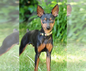 Miniature Pinscher Dogs for adoption in Palo Alto, CA, USA