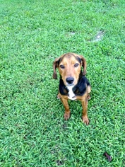 Medium Photo #1 Beagle-Unknown Mix Puppy For Sale in Ashland, VA, USA