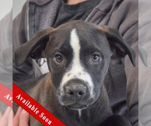 Medium Photo #2 American Staffordshire Terrier-Unknown Mix Puppy For Sale in Huntley, IL, USA