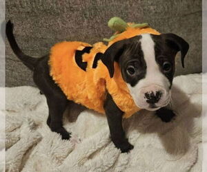 American Pit Bull Terrier-Unknown Mix Dogs for adoption in Clarkston, MI, USA