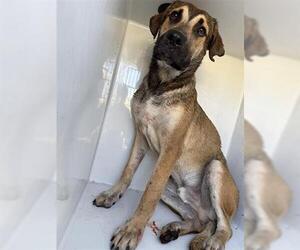 Black Mouth Cur Dogs for adoption in Houston, TX, USA