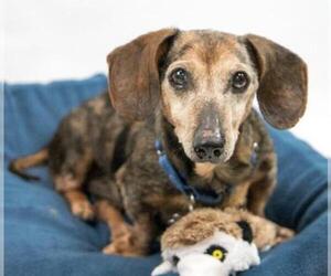 Dachshund Dogs for adoption in Kennesaw, GA, USA