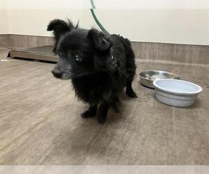 Chihuahua Dogs for adoption in Pasadena, CA, USA