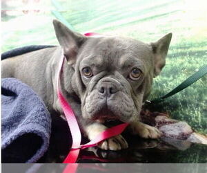 French Bulldog Dogs for adoption in Lake Forest, CA, USA