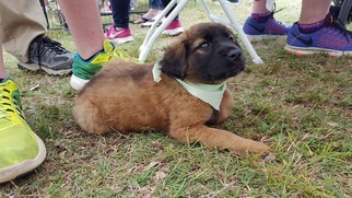 Medium Photo #1 Shollie Puppy For Sale in Tuscaloosa, AL, USA