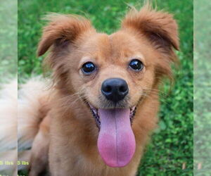 Chihuahua-Unknown Mix Dogs for adoption in Canton, CT, USA