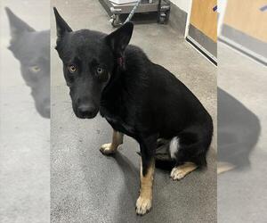 German Shepherd Dog Dogs for adoption in Forestville, MD, USA