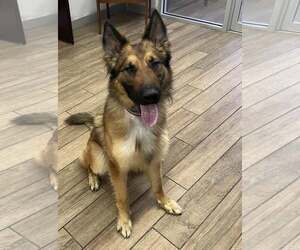 Mutt Dogs for adoption in Rowlett, TX, USA