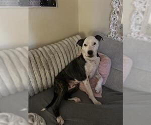 American Staffordshire Terrier-Unknown Mix Dogs for adoption in San Antonio, TX, USA