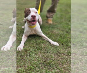 American Pit Bull Terrier-Unknown Mix Dogs for adoption in garner, NC, USA