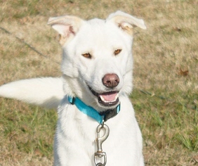 Kishu-Siberian Husky Mix Dogs for adoption in Memphis, TN, USA