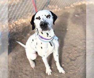 Dalmatian Dogs for adoption in Aurora, CO, USA