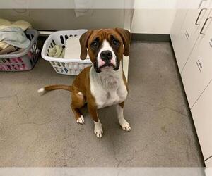 Boxer-Unknown Mix Dogs for adoption in Berkeley , CA, USA