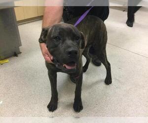 Mutt Dogs for adoption in Riverside, CA, USA