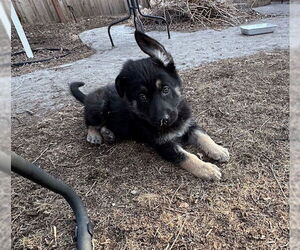 Mutt Dogs for adoption in Brooklyn Center, MN, USA