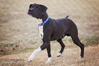 Boxador Dogs for adoption in Pryor, OK, USA
