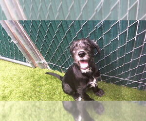 Mutt Dogs for adoption in Downey, CA, USA