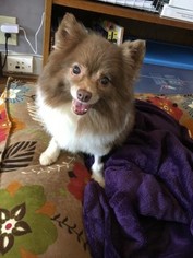 Pomeranian Dogs for adoption in Decatur, GA, USA