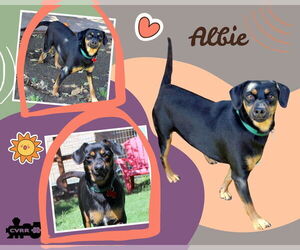 Beagle-Unknown Mix Dogs for adoption in Lindsay, CA, USA