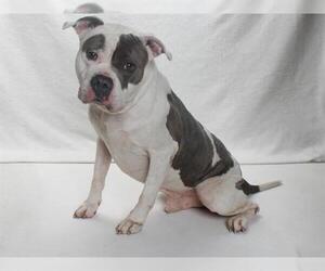 American Pit Bull Terrier Dogs for adoption in Burbank, CA, USA