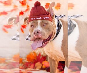 American Staffordshire Terrier-Unknown Mix Dogs for adoption in phoenix, AZ, USA