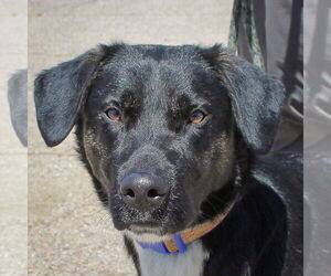German Shepherd Dog-Unknown Mix Dogs for adoption in Huntley, IL, USA