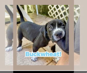 Labrador Retriever-Unknown Mix Dogs for adoption in Sanford, FL, USA