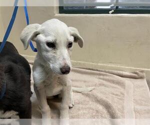 Labrador Retriever-Unknown Mix Dogs for adoption in Pasadena, CA, USA