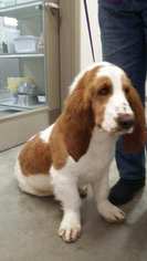 Basset Hound Dogs for adoption in Monticello, IA, USA