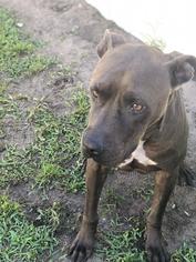 American Pit Bull Terrier-Unknown Mix Dogs for adoption in Brunswick, GA, USA
