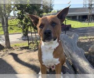 American Pit Bull Terrier-Unknown Mix Dogs for adoption in Martinez, CA, USA