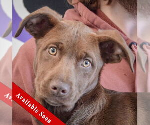 Chocolate Labrador retriever-German Shepherd Dog Mix Dogs for adoption in Huntley, IL, USA