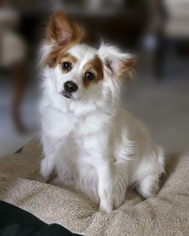 Medium Photo #1 Cavalier King Charles Spaniel-Unknown Mix Puppy For Sale in Enterprise, FL, USA