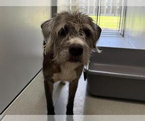 Glen of Imaal Terrier-Unknown Mix Dogs for adoption in San Clemente, CA, USA
