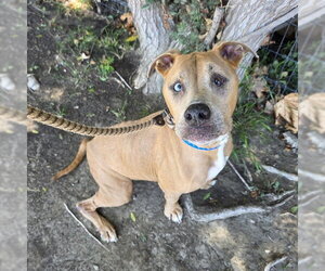 Mutt Dogs for adoption in Long Beach, CA, USA