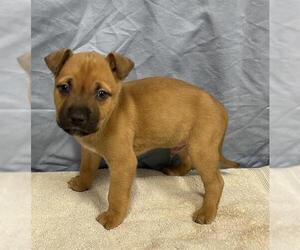 Mutt Dogs for adoption in Modesto, CA, USA