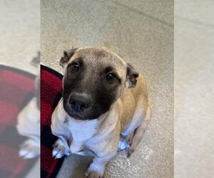 American Pit Bull Terrier Dogs for adoption in San Martin, CA, USA