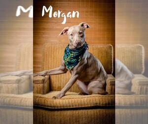 Mutt Dogs for adoption in North Myrtle Beach, SC, USA